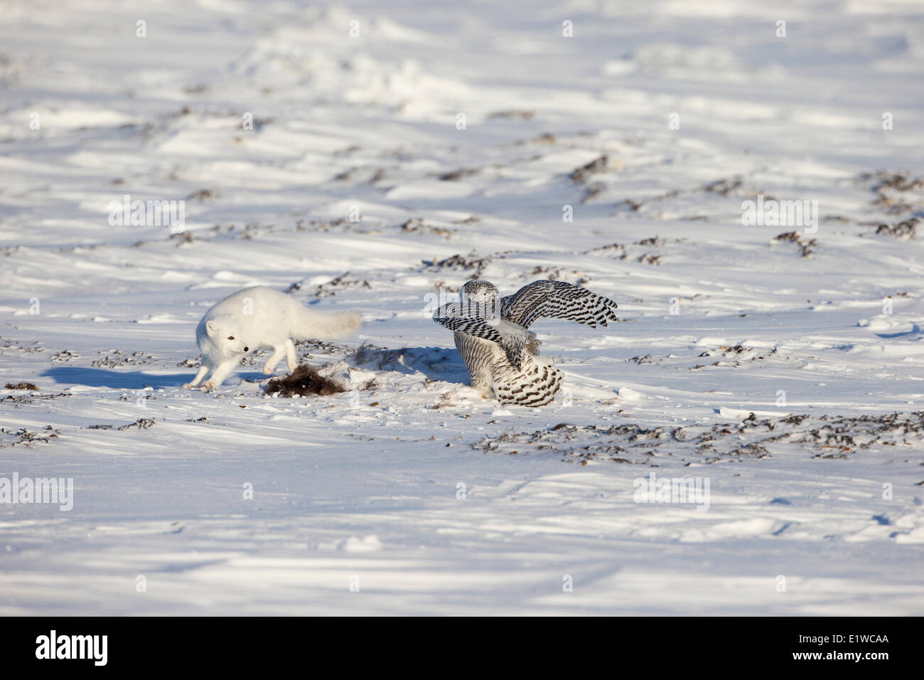 Arctic Fox (Alopex lagopus) civetta delle nevi (Bubo scandiacus) con rottame di muschio ox (Ovibos moschatus) costa occidentale della Baia di Hudson sud Foto Stock