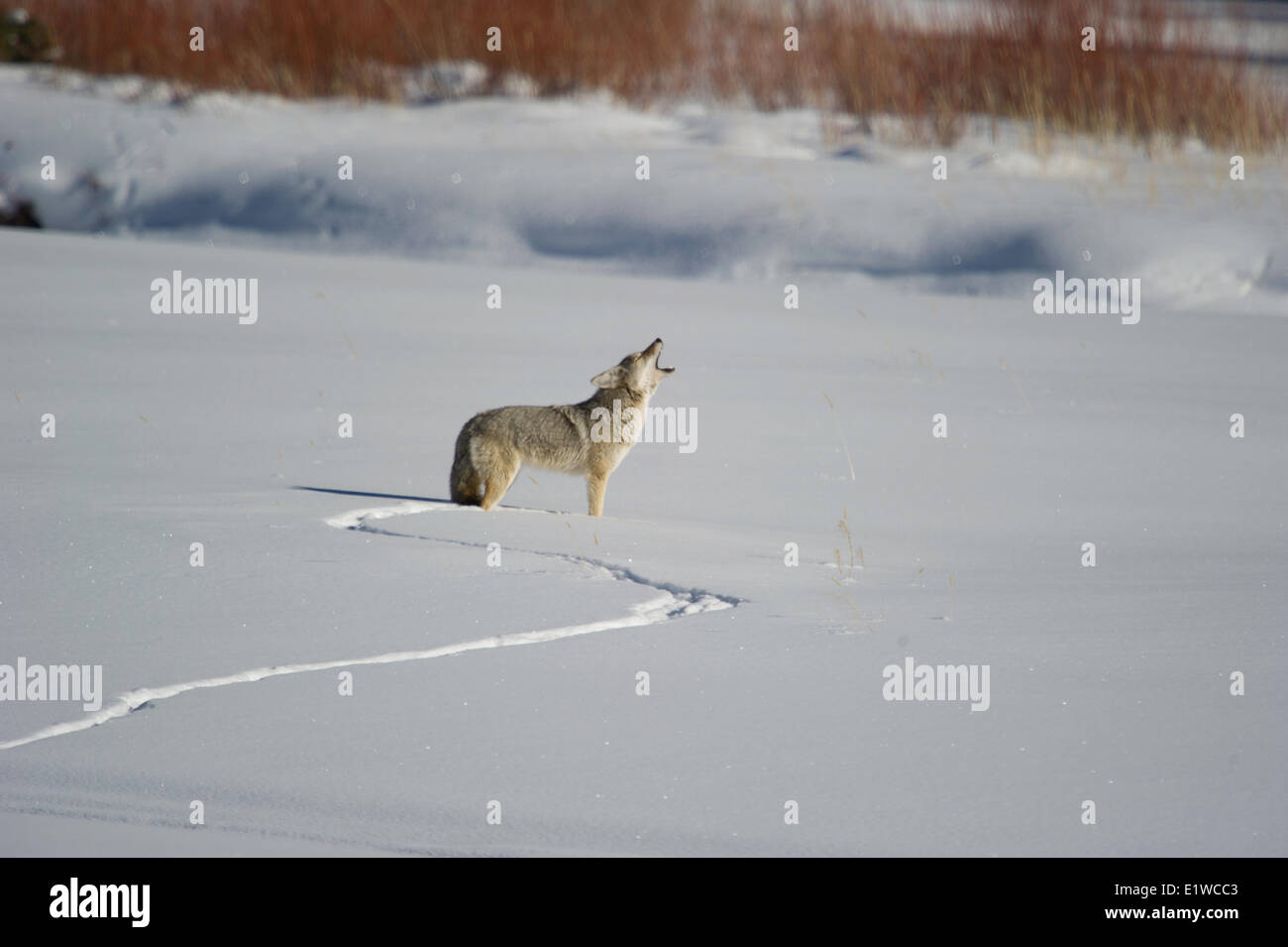 Coyote (Canis latrans), il Parco Nazionale di Yellowstone, Wyoming, Stati Uniti d'America Foto Stock