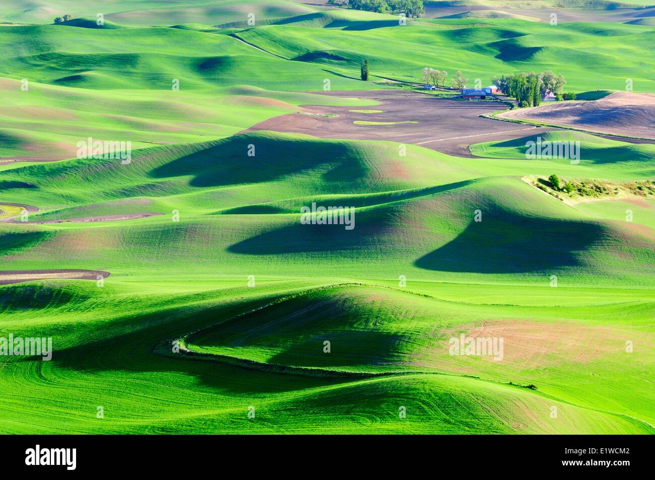 Una fattoria di rotolamento e terreni agricoli nella regione di Palouse nello Stato di Washington, USA. Foto Stock