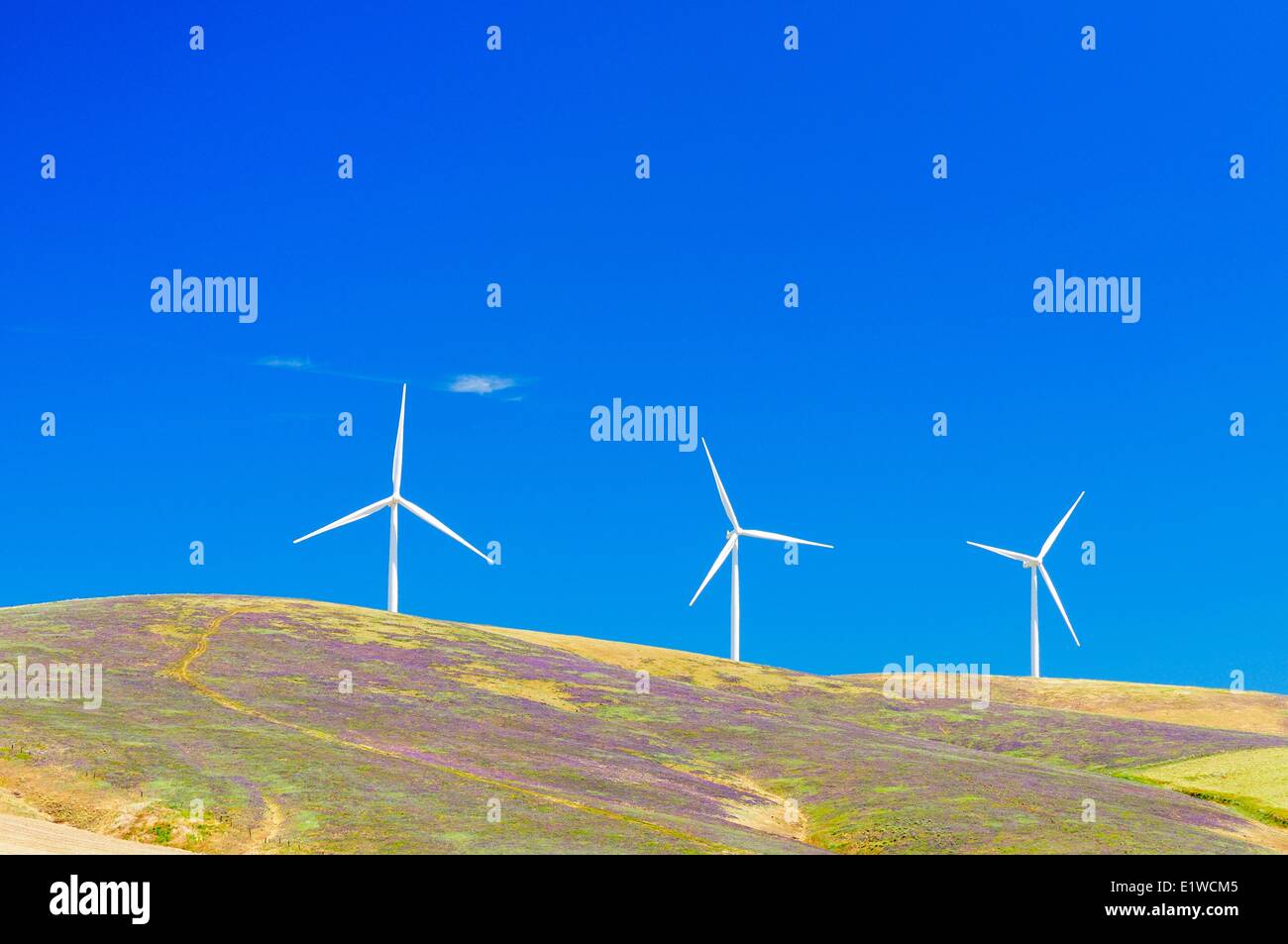 Le turbine eoliche su una collina nel sud est dello Stato di Washington, USA. Foto Stock