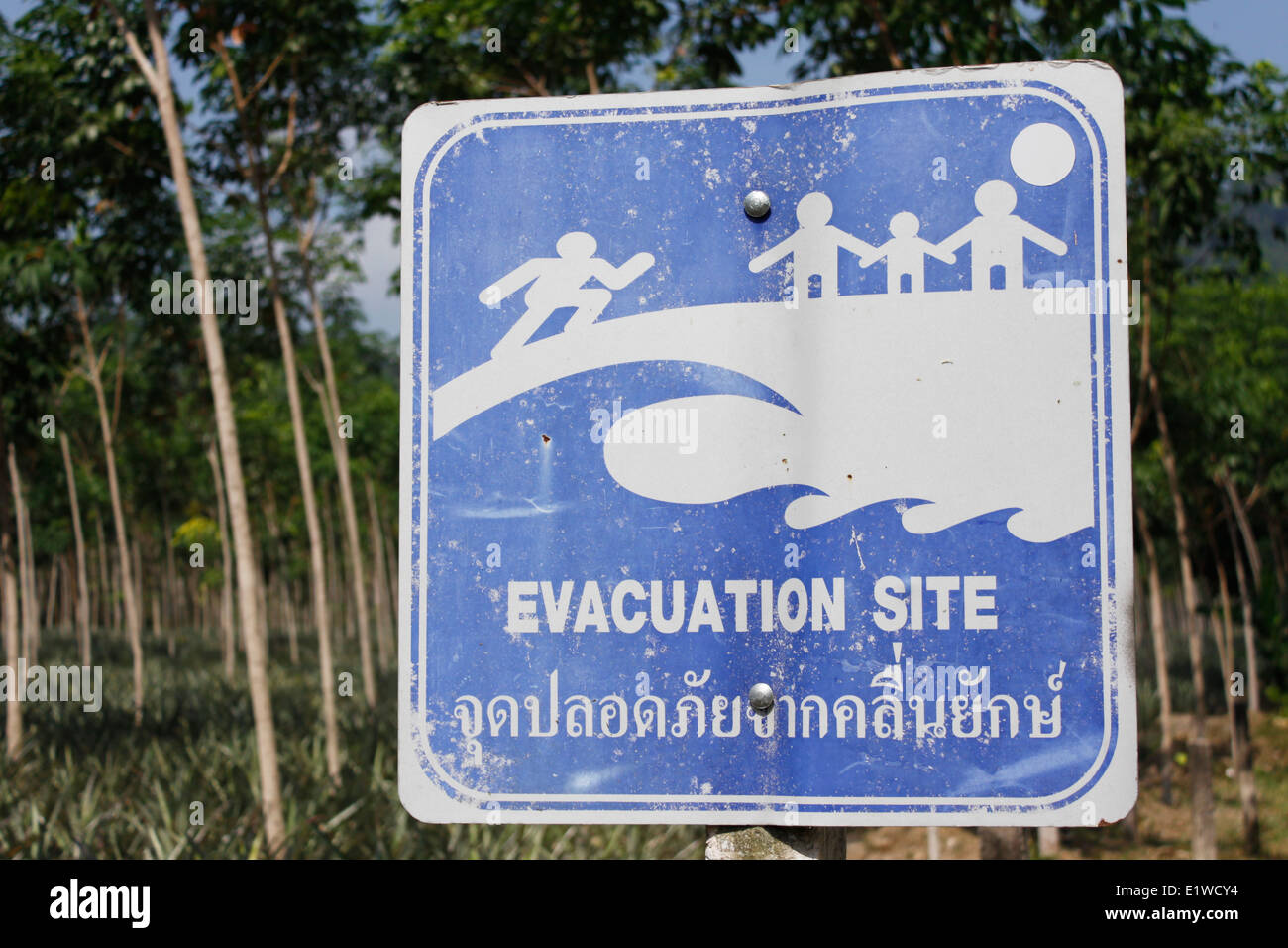 Pannello contro il pericolo di un maremoto nell'isola di Phuket, Thailandia, in Asia. Foto Stock