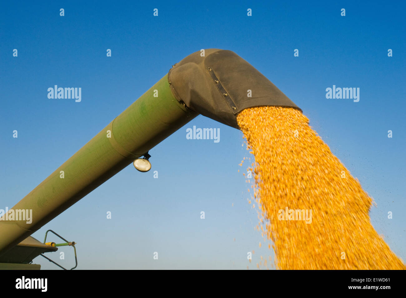 Una mietitrebbia si svuota in un carro del grano per il viaggio, durante il grano/alimentazione raccolto di mais, vicino Niverville, Manitoba, Canada Foto Stock
