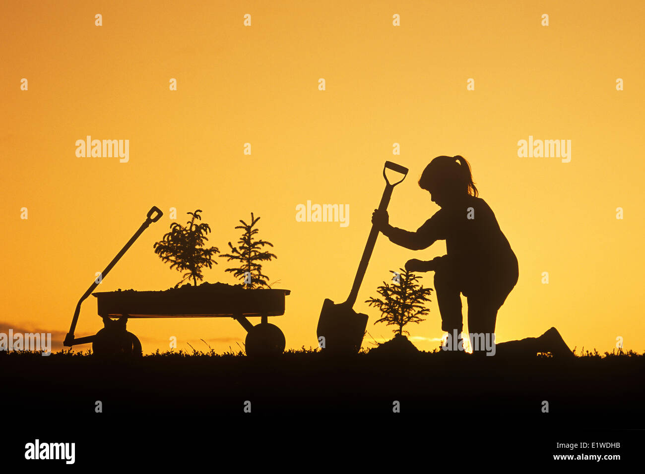 Una ragazza con una pala, esamina un albero di abete ha appena piantato, Winnipeg, Manitoba, Canada Foto Stock