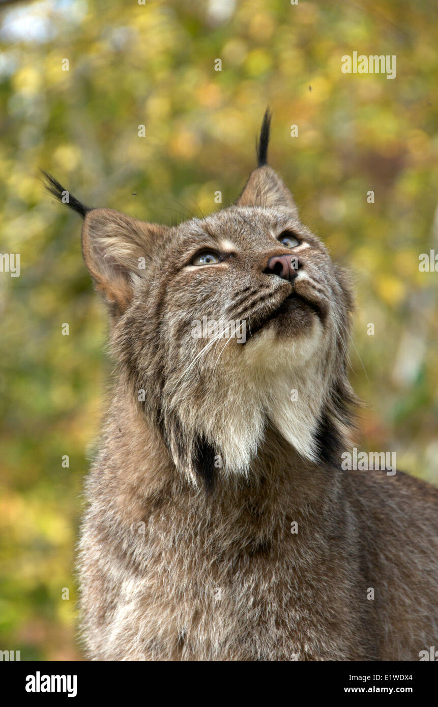 Il Lynx di Canada nella foresta verde. (Lynx canadensis), Minnesota, Stati Uniti d'America Foto Stock