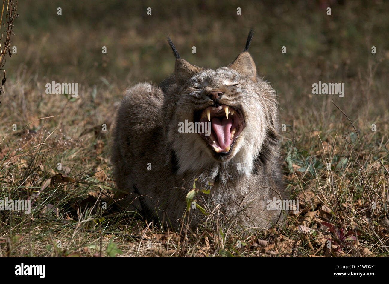 Il Lynx di Canada che stabilisce in tarda estate erbe, sbadigli. (Lynx canadensis), Minnesota, Stati Uniti d'America Foto Stock