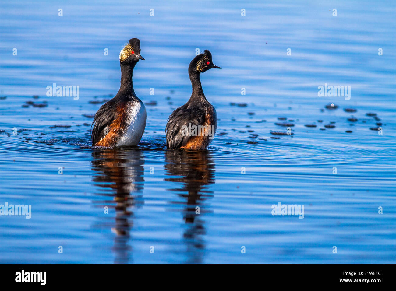 Eared svasso, (Podiceps nigricollis) il comportamento di accoppiamento, Lago di erbaccia, Alberta, Canada Foto Stock