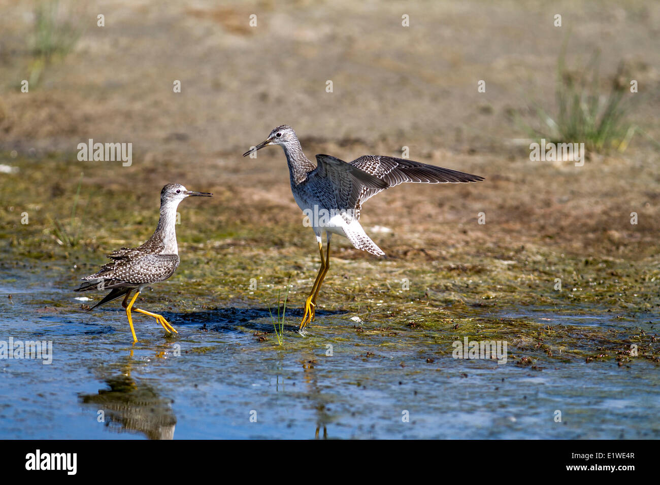 Maggiore (Yellowlegs Tringa melanoleuca) comportamento territoriale, scacciano rivale. Strathmore, Alberta, Canada Foto Stock