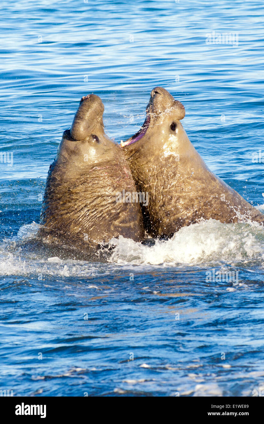 Elefante marino del sud (Mirounga leonina) tori in lotta per un territorio sulla spiaggia St Andrews Bay Island Georgia del Sud Foto Stock