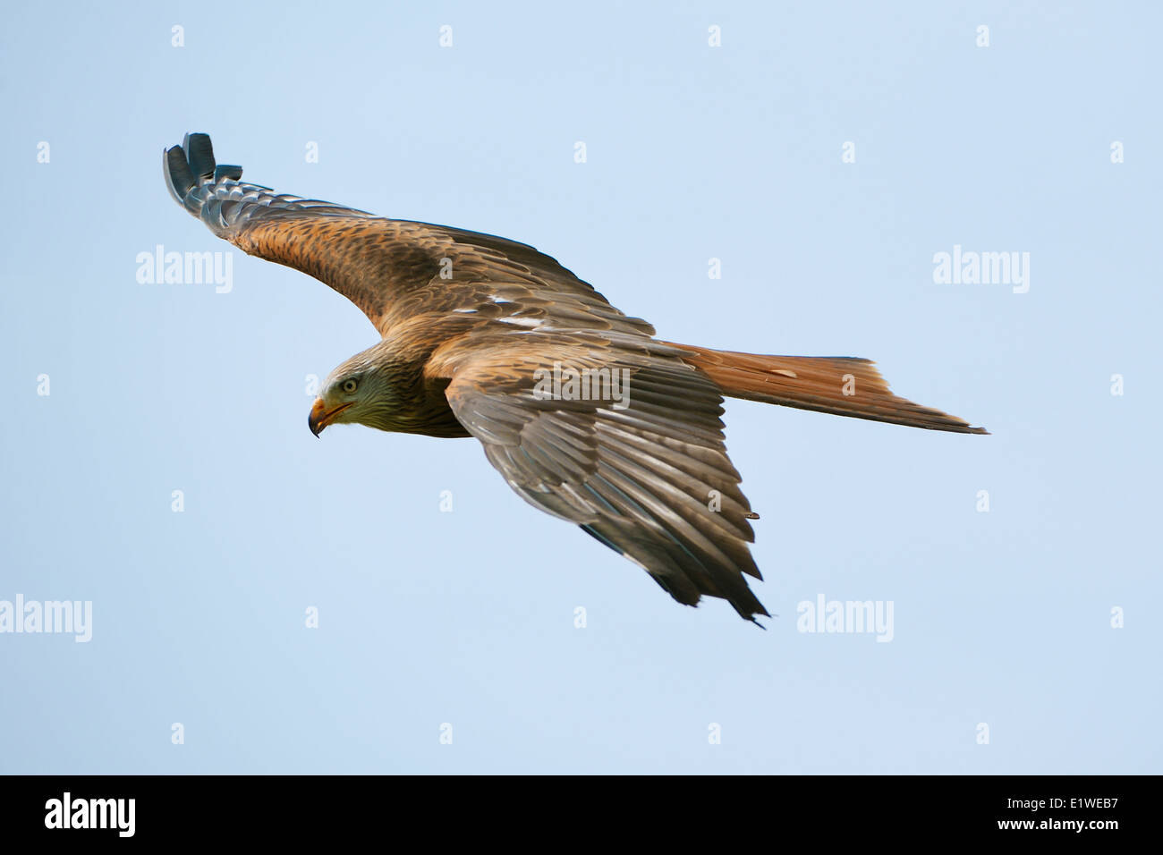 Un aquilone rosso in volo Foto Stock