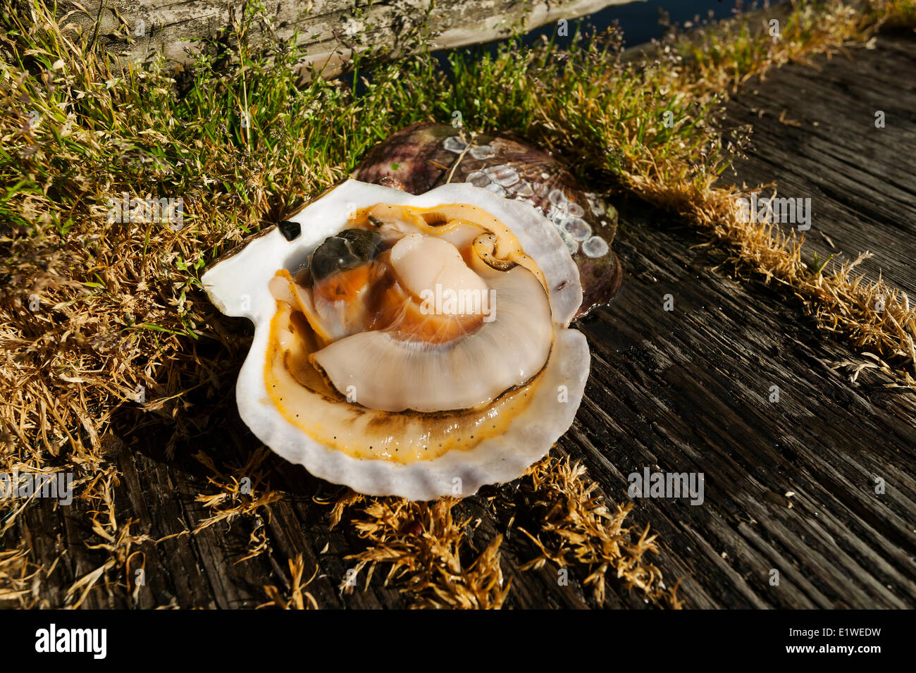 Un capesante fresche di acquacultura acque ricche di Cortes Island. Cortes Island Isole di scoperta della Columbia britannica in Canada. Foto Stock