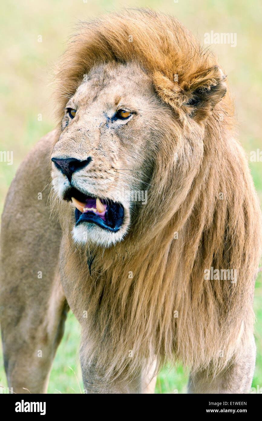 Maschio di leone africano (Panthera leo), il Masai Mara Game Reserve, Kenya, Africa orientale Foto Stock