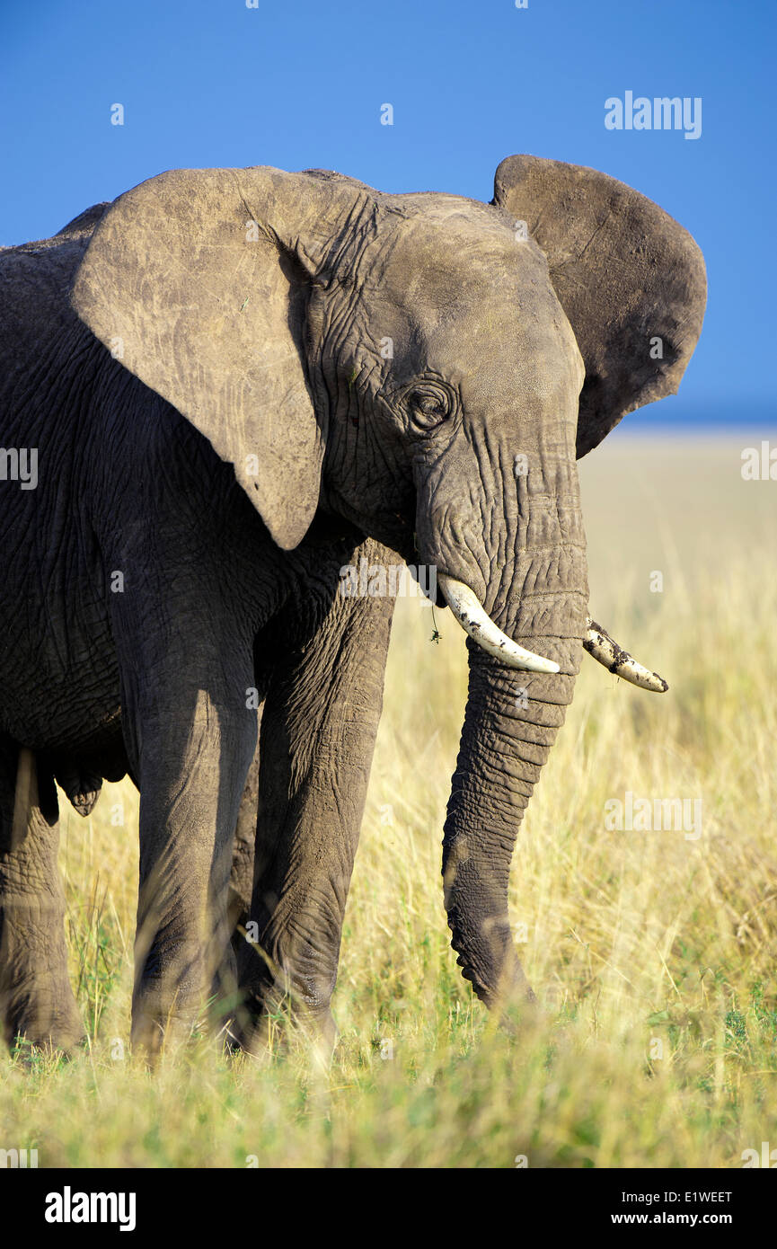 Savana Africana bull elefante africano (Loxodonta africana), Samburu National Park, Kenya, Africa orientale Foto Stock