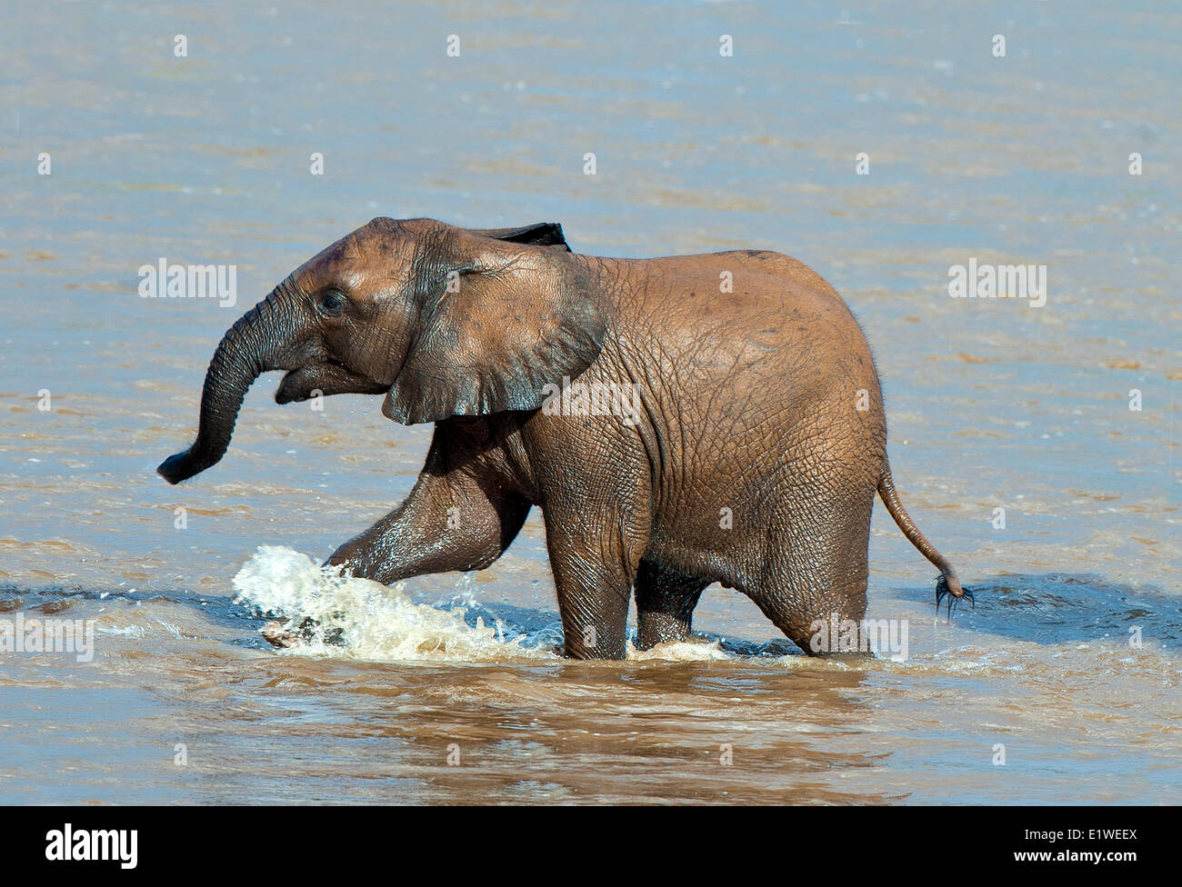 Savana Africana vitello di elefante africano (Loxodonta africana) attraversando il Ewaso Ng'iro River, Samburu National Park, Kenya, Africa orientale Foto Stock