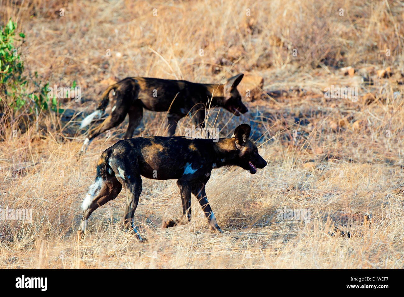 African cani selvatici (Lycaon pictus) caccia, Samburu National Park, Kenya, Africa orientale Foto Stock