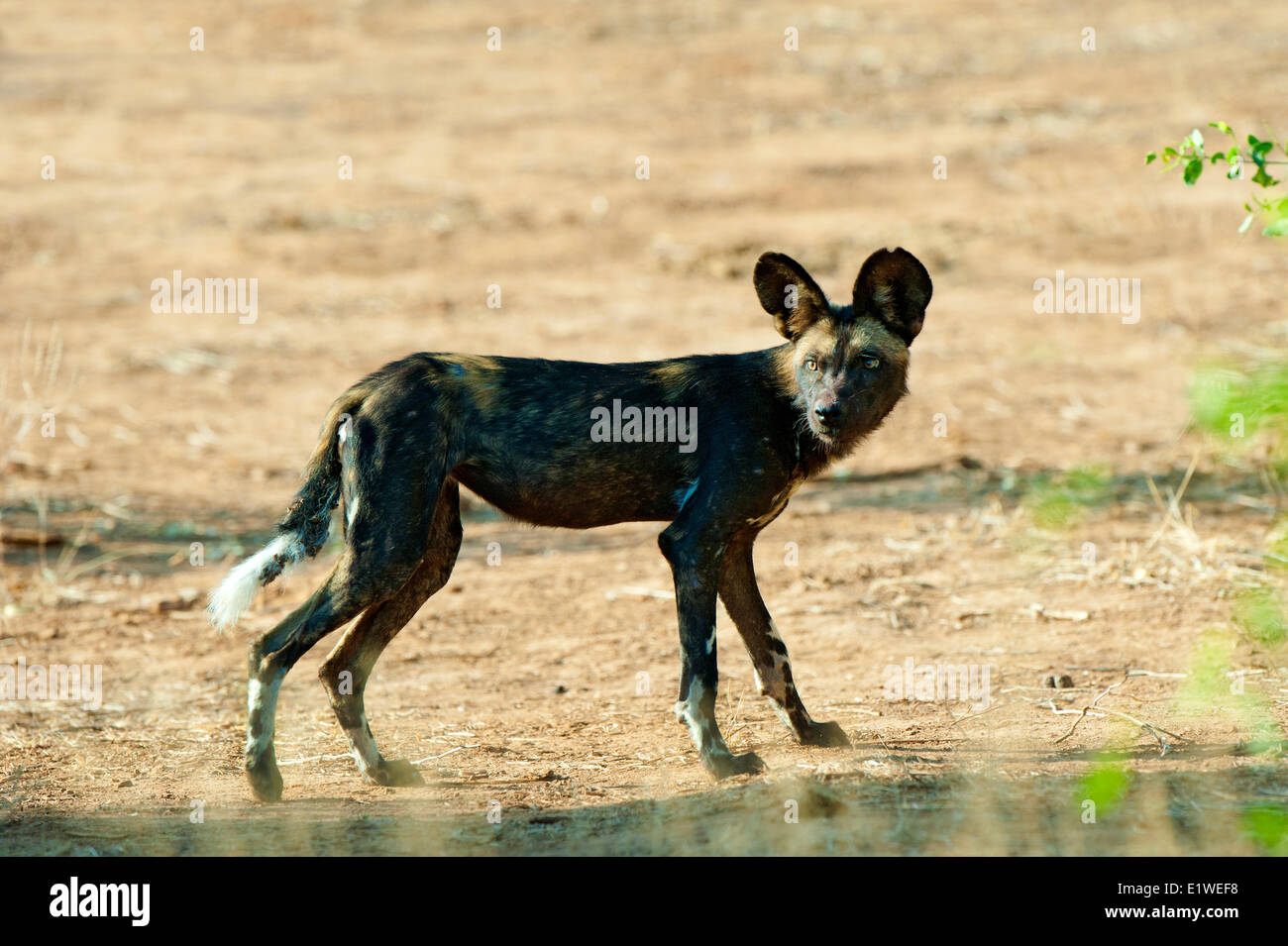 African cani selvatici (Lycaon pictus) caccia, Samburu National Park, Kenya, Africa orientale Foto Stock