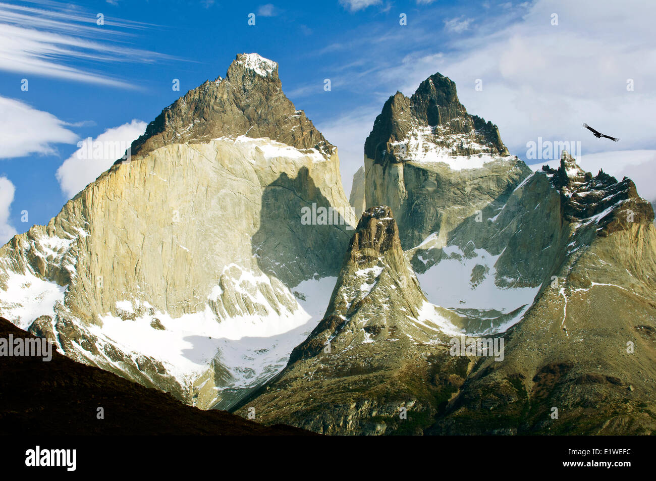 Maschio adulto condor andino (Vultur gryphus), il Parco Nazionale di Torres del Paine Patagonia meridionale del Cile Foto Stock