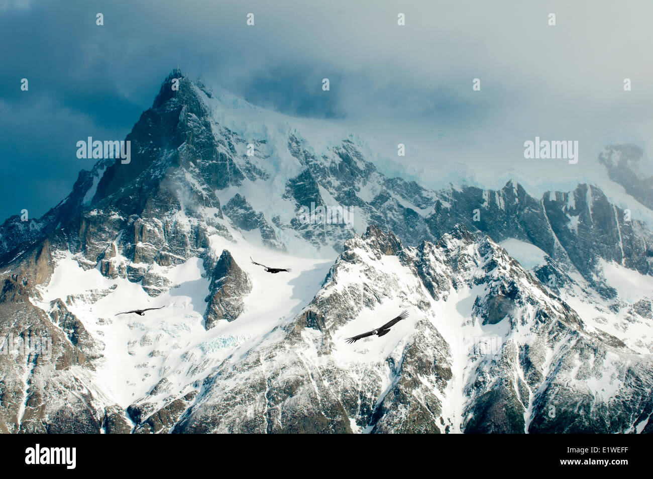 Adulto condor andino (Vultur gryphus) lasciando notturno di battuta sono ' appollaiati Parco Nazionale Torres del Paine Patagonia meridionale del Cile Foto Stock
