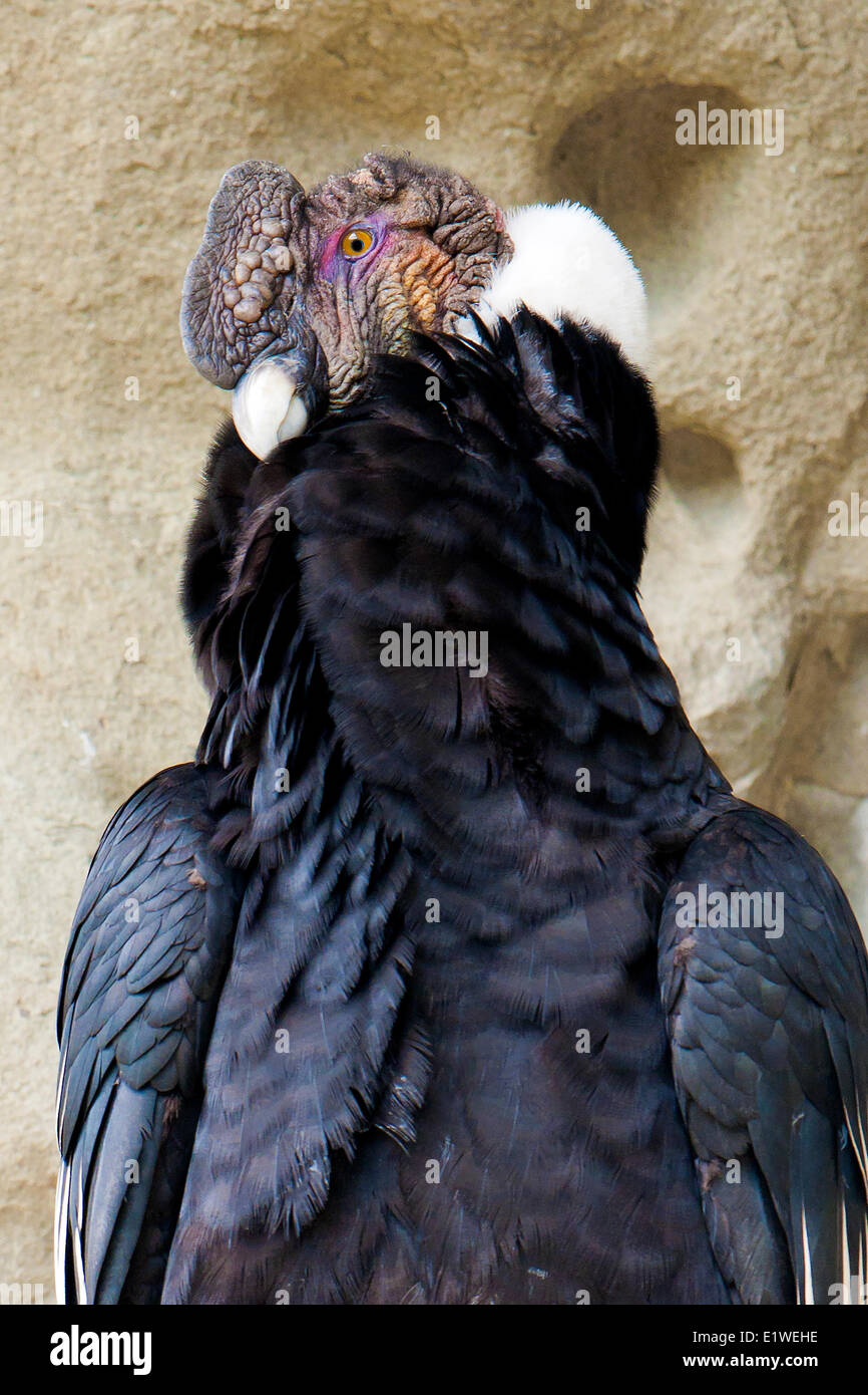 Maschio adulto condor andino (Vultur gryphus), il Parco Nazionale di Torres del Paine Patagonia meridionale del Cile Foto Stock