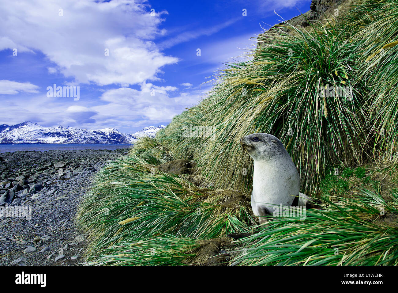 I capretti Antartico pelliccia sigillo (Arctocephalus gazella), isola della Georgia del Sud Antartide Foto Stock