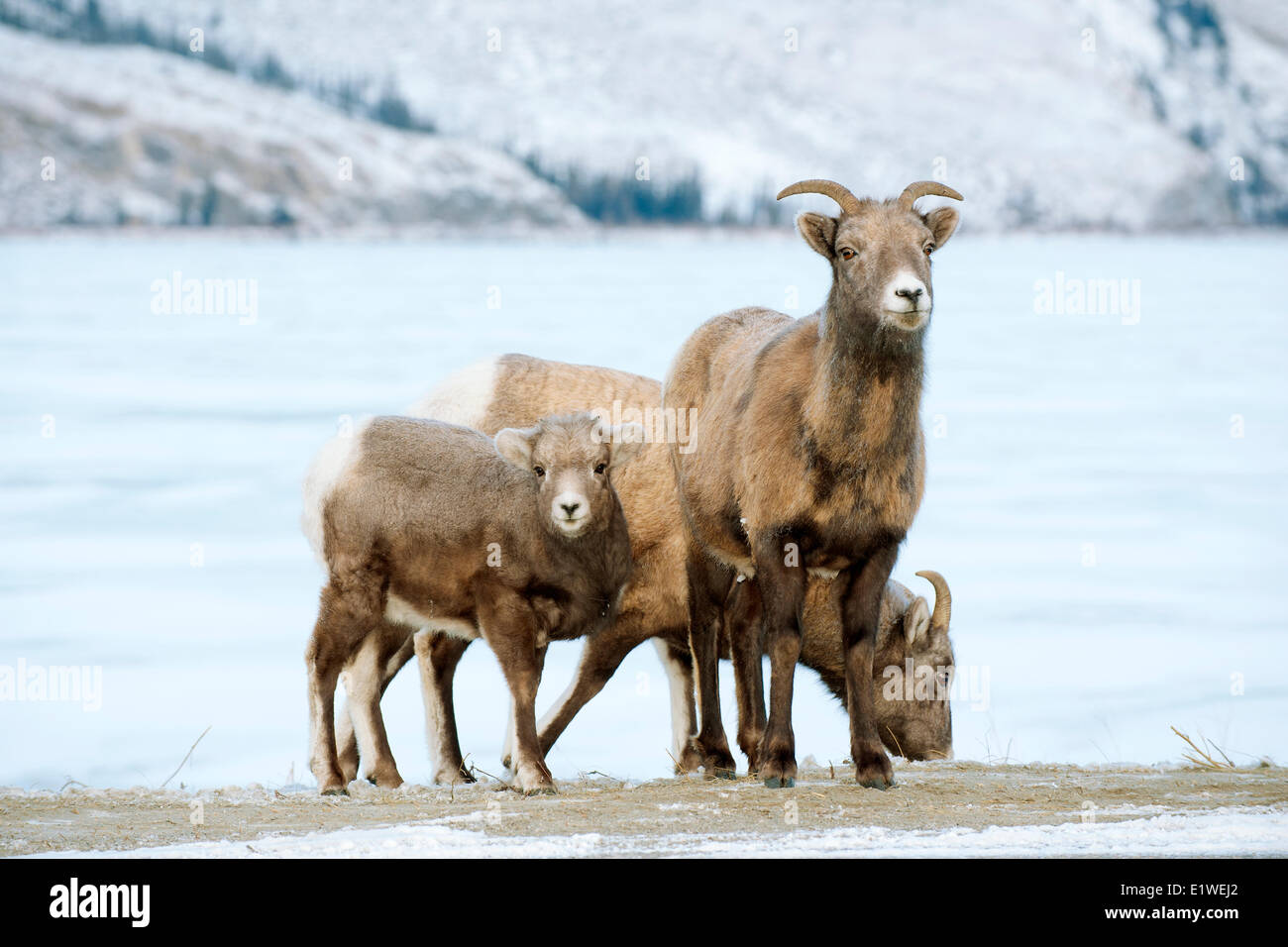 Bighorn, pecora e agnello (Ovis canadensis), il Parco Nazionale di Jasper, Alberta, Canada Foto Stock