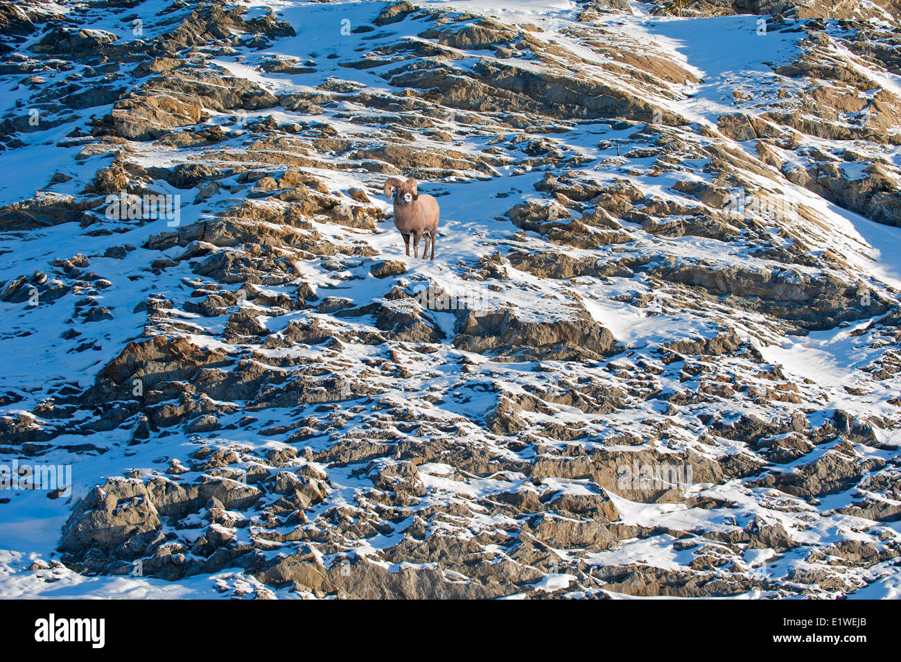 Bighorn ram (Ovis canadensis), il Parco Nazionale di Jasper, Alberta, Canada Foto Stock