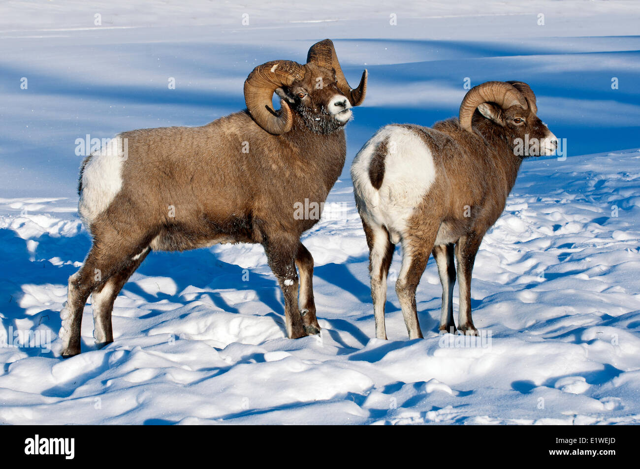 Dominante pecore bighorn ram (Ovis canadensis) spostando un subordinato, Jasper National Park, Alberta, Canada Foto Stock
