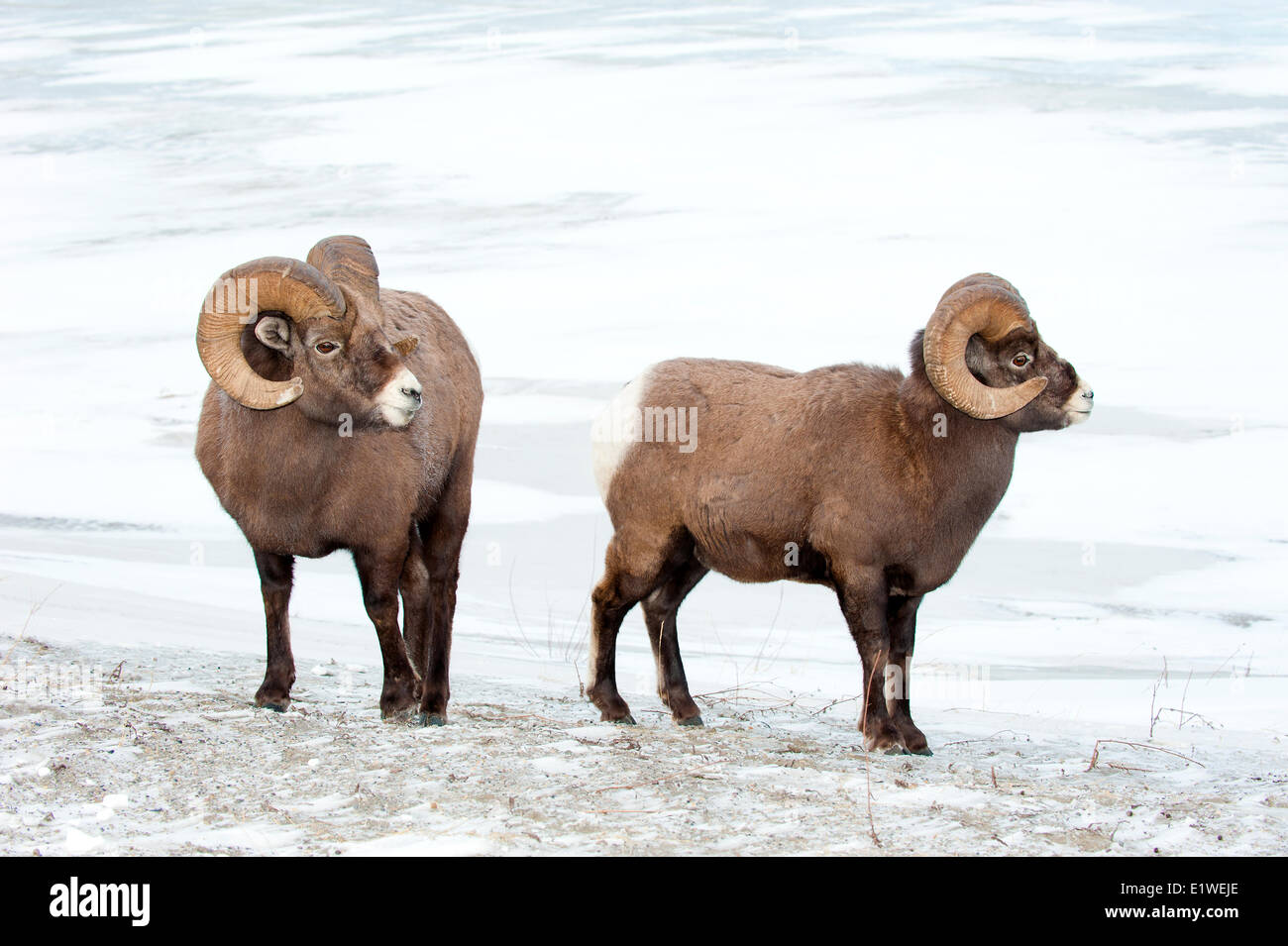 Bighorn Rams (Ovis canadensis), il Parco Nazionale di Jasper, Alberta, Canada Foto Stock