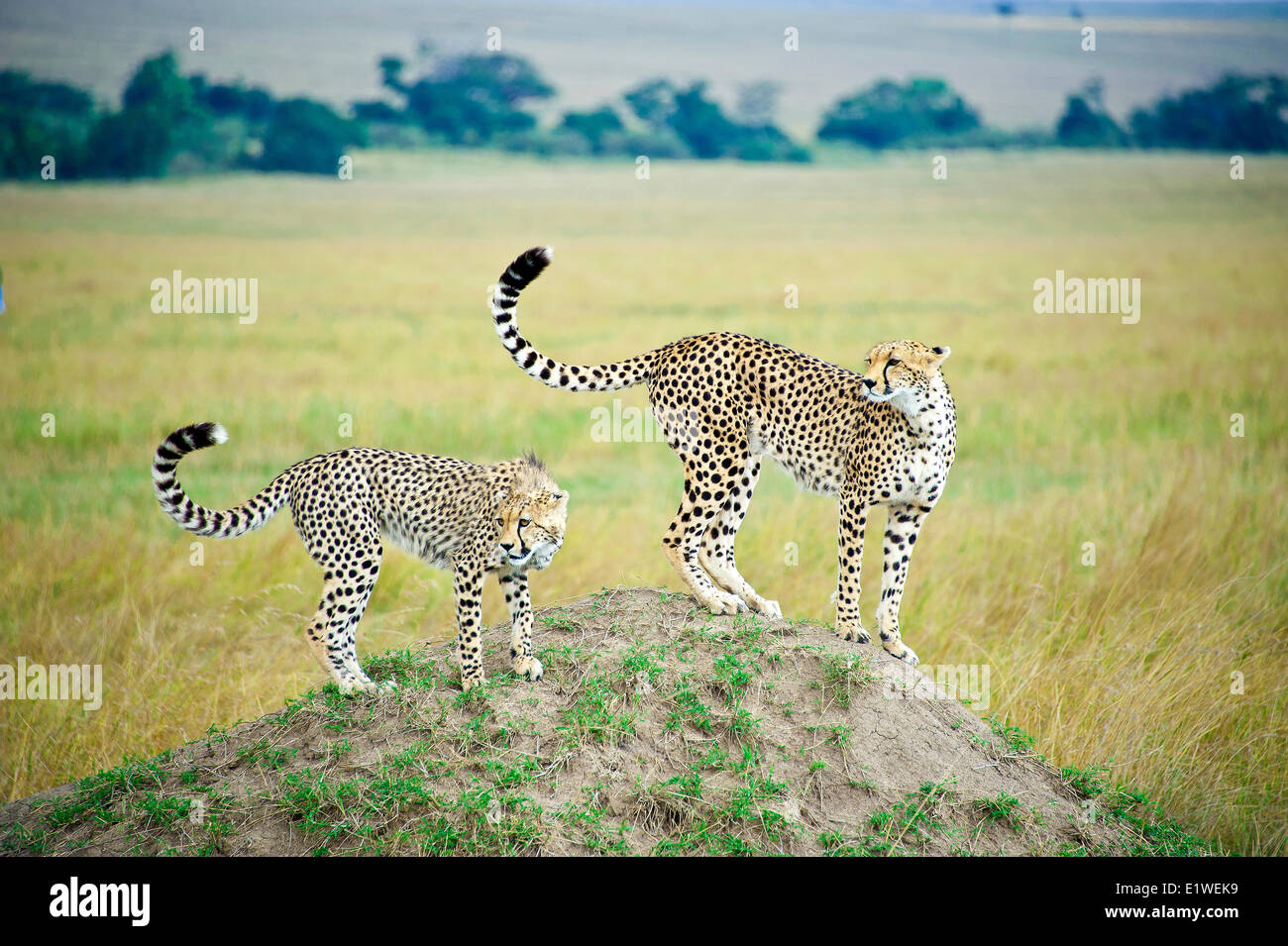 Madre ghepardo (Acinonyx jubatus) yearling prole di caccia un termite mound Masai Mara Game Reserve Kenya Africa orientale Foto Stock