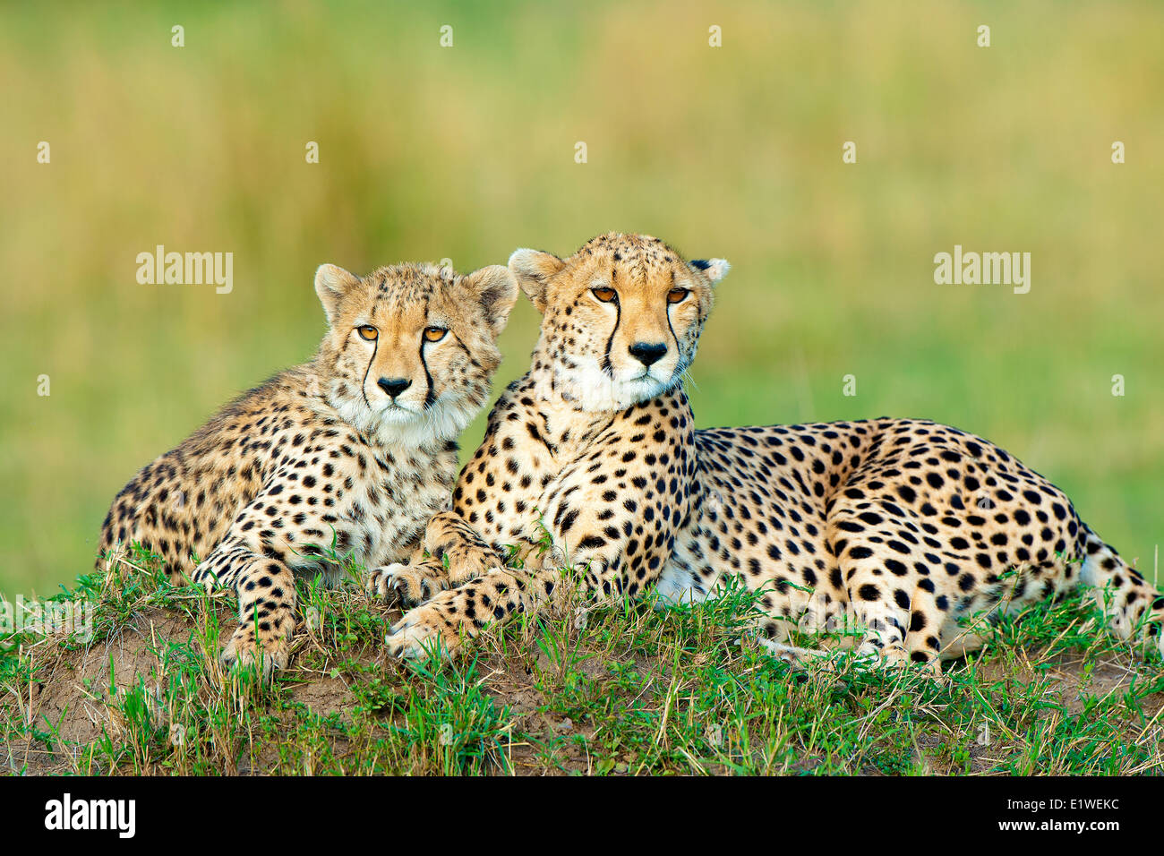 Madre ghepardo (Acinonyx jubatus) yearling prole in appoggio su un tumulo termite Masai Mara Game Reserve Kenya Africa orientale Foto Stock