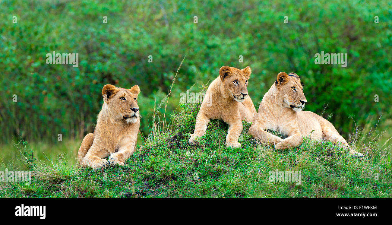 African Lion pride (Panthera leo), che poggiano su un tumulo termite, Masai Mara Game Reserve, Kenya, Africa orientale Foto Stock
