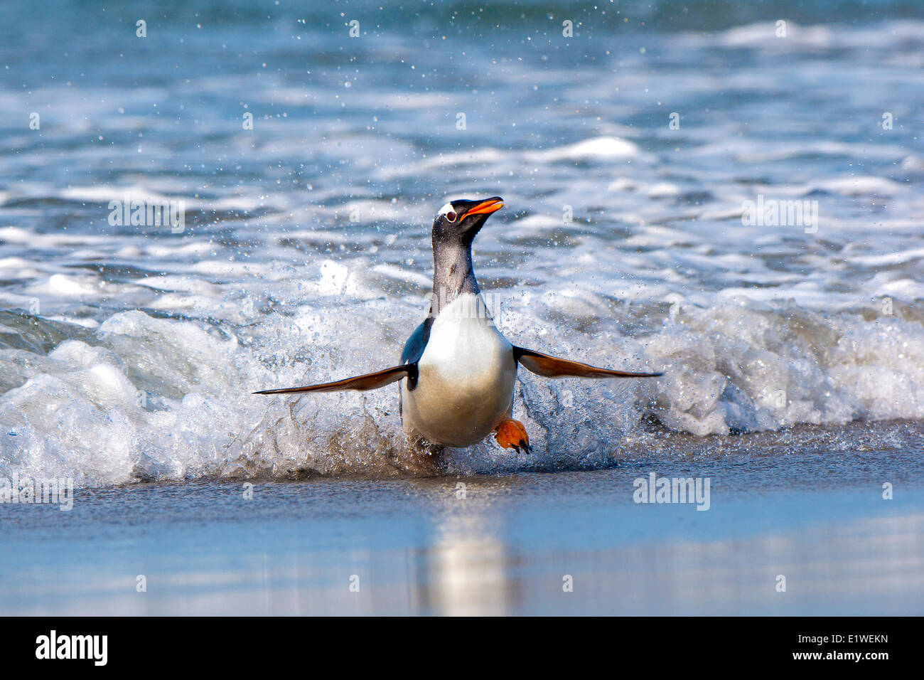 Pinguino gentoo (Pygoscelis papua) tornando da foraggio in mare, Isole Falkland, nel sud dell'oceano Atlantico Foto Stock