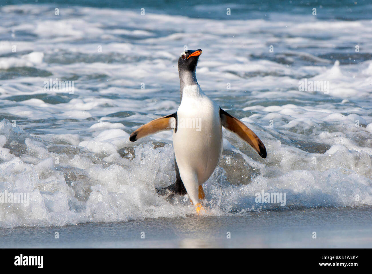 Pinguino Gentoo (Pygoscelis papua) tornando da foraggio in mare, Isole Falkland, nel sud dell'oceano Atlantico Foto Stock