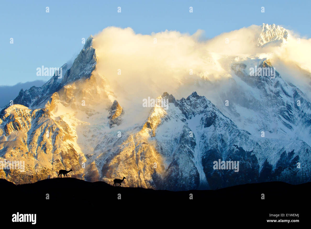 Adulto guanaco (Lama guanicoe), Parco Nazionale Torres del Paine, Patagonia, il Cile del sud, Sud America Foto Stock