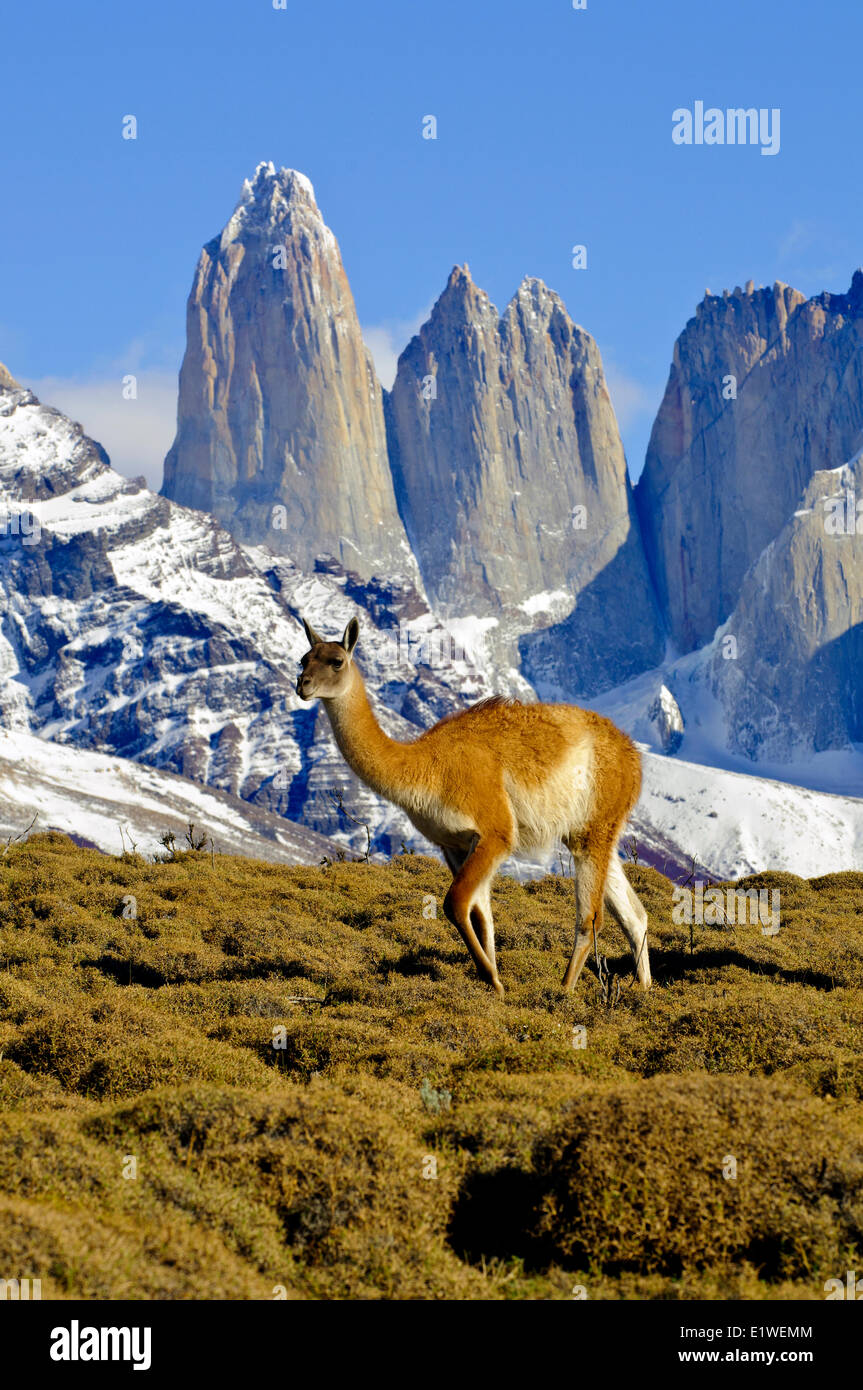 Adulto guanaco (Lama guanicoe), Parco Nazionale Torres del Paine, Patagonia, il Cile del sud, Sud America Foto Stock