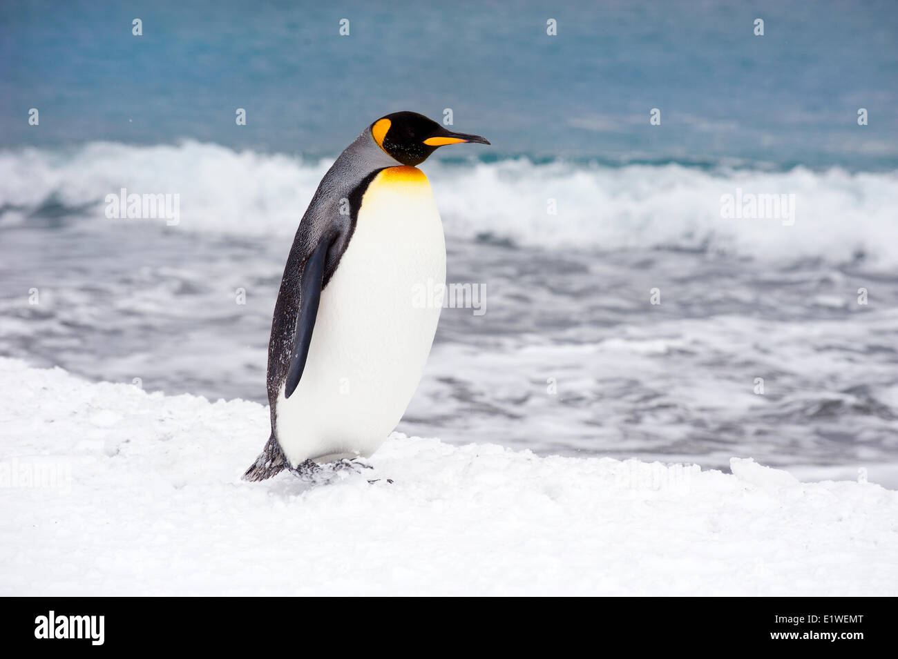 Pinguino reale (Aptenodytes patagonicus) oziare sulla spiaggia, isola della Georgia del Sud Antartide Foto Stock