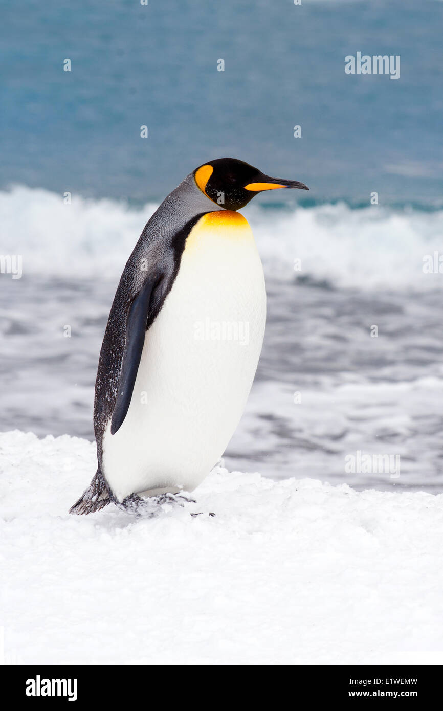 Pinguino reale (Aptenodytes patagonicus) oziare sulla spiaggia, isola della Georgia del Sud Antartide Foto Stock