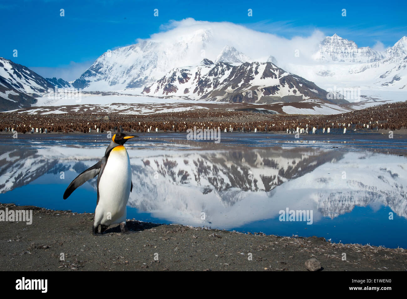 Pinguino reale (Aptenodytes patagonicus) di ritorno dal foraggio al mare, l'isola della Georgia del Sud Antartide Foto Stock