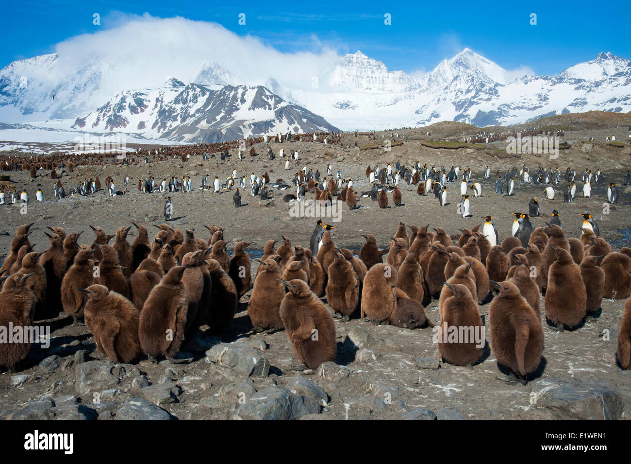 Pinguino reale (Aptenodytes patagonicus) chick creche, isola della Georgia del Sud Antartide Foto Stock