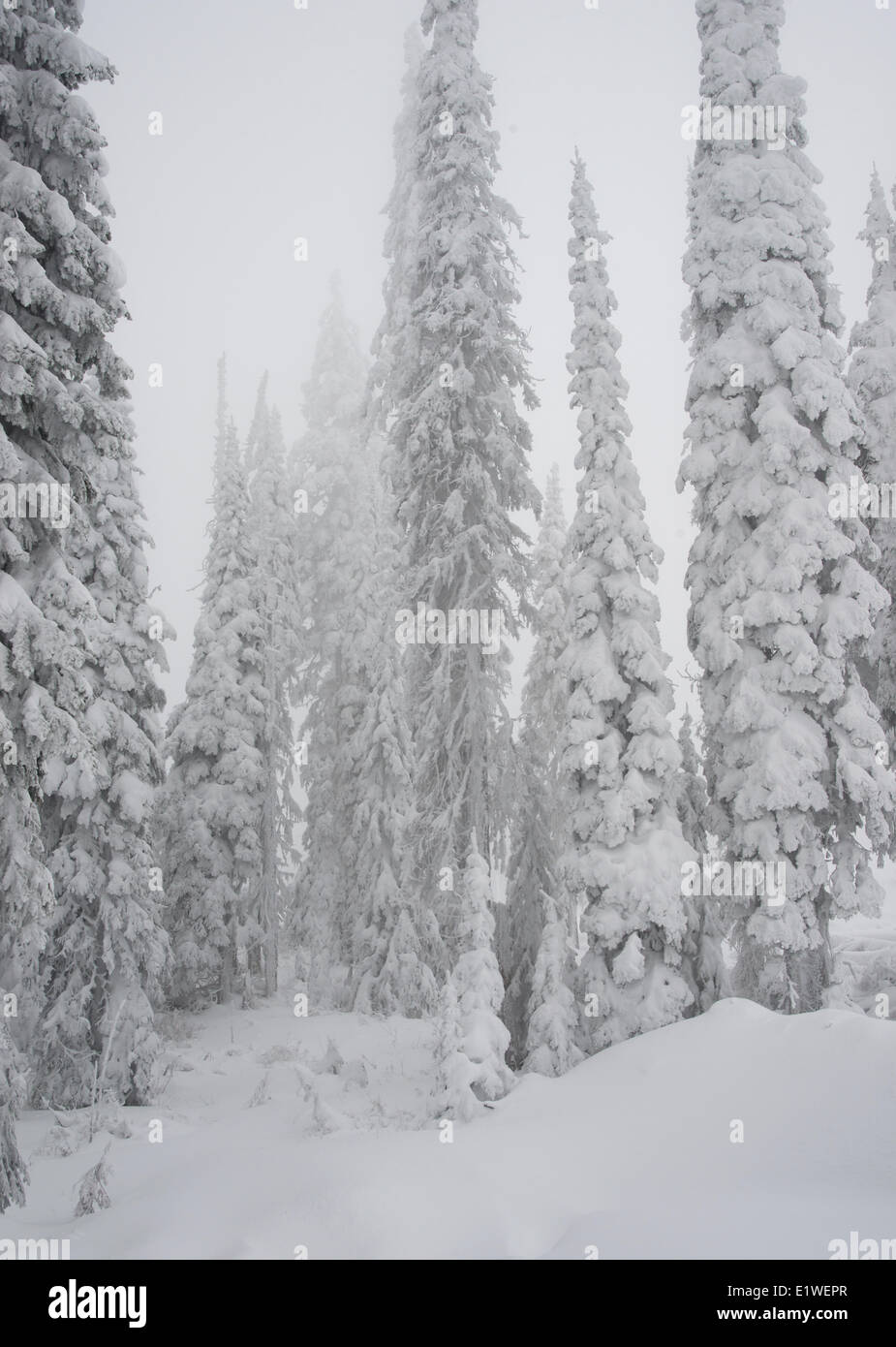 Neve brina nebbia nella foresta subalpina Abete Englemann Picea englemannii fir subalpino Abies lasiocarpa grande montagna bianca Foto Stock