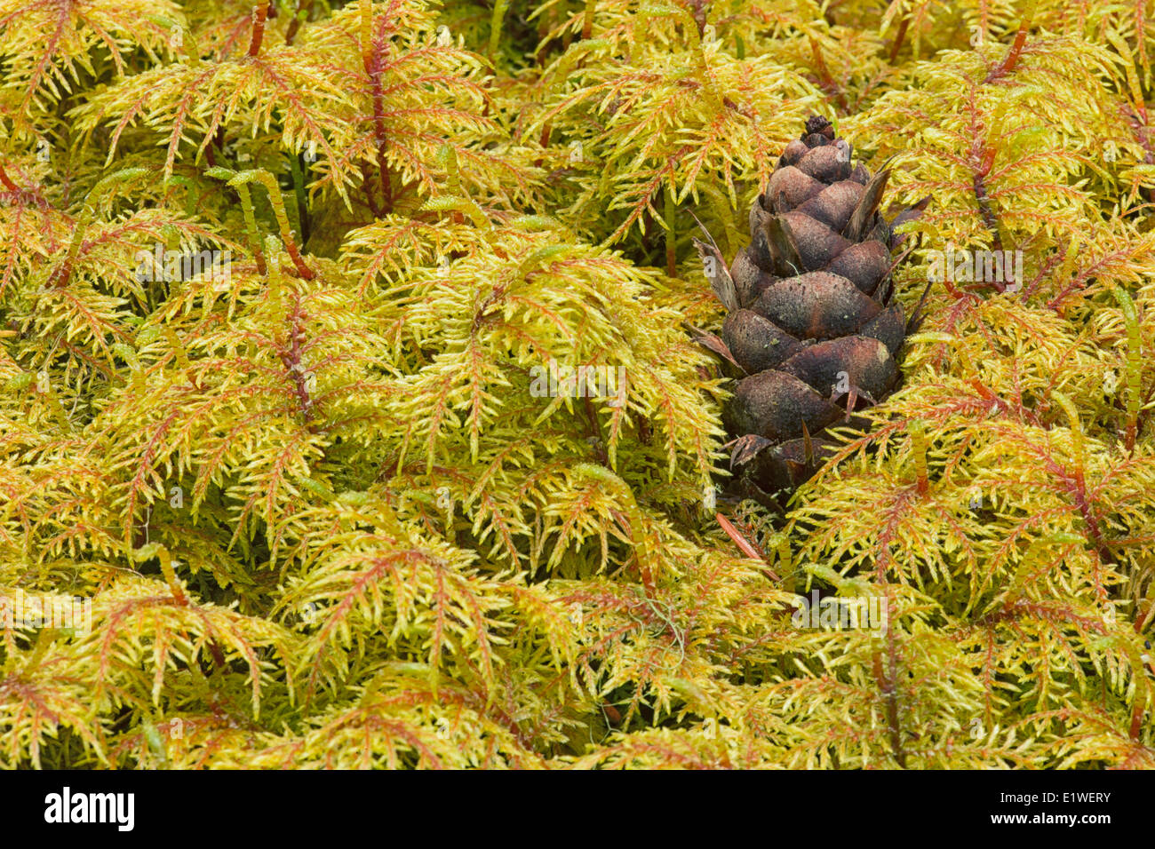 Piccolo cono di pino di MOSS, Duncan, Britsh Columbia. Foto Stock