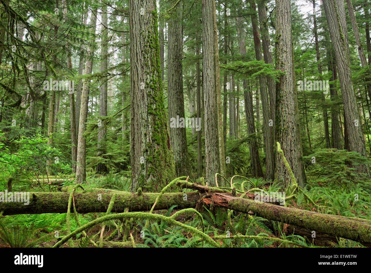 Douglas abeti raggiungono skyward in Cattedrale Grove, MacMillian Parco Provinciale, Isola di Vancouver, British Columbia. Foto Stock
