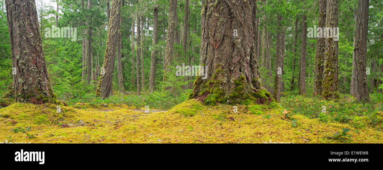 Il muschio e Douglas Firs girare il paesaggio verde in Little Qualicum Parco Provinciale, Isola di Vancouver, British Columbia. Foto Stock