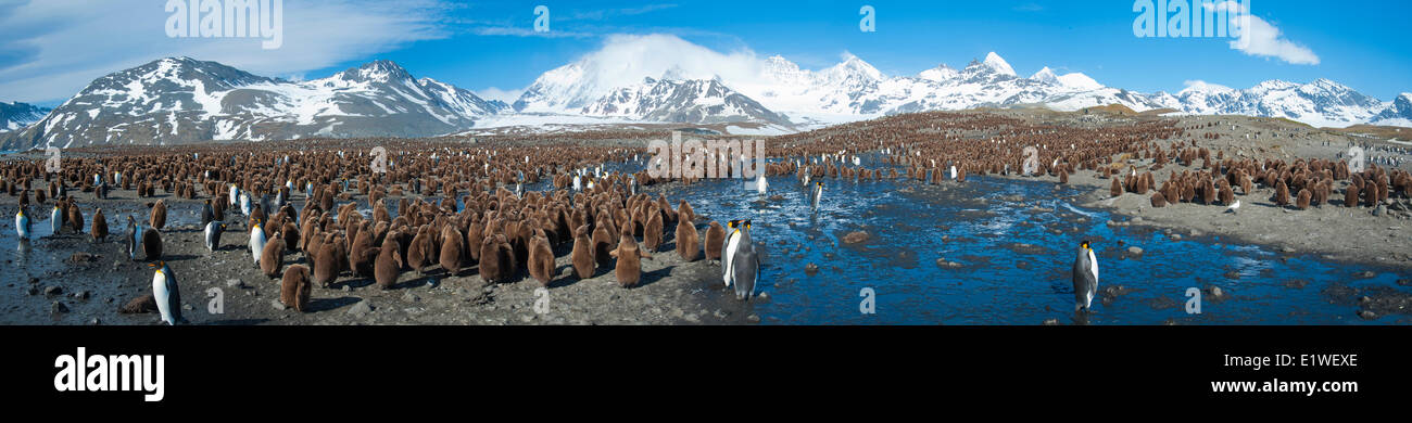 Re pinguini (Aptenodytes patagonicus) muta, isola della Georgia del Sud Antartide Foto Stock