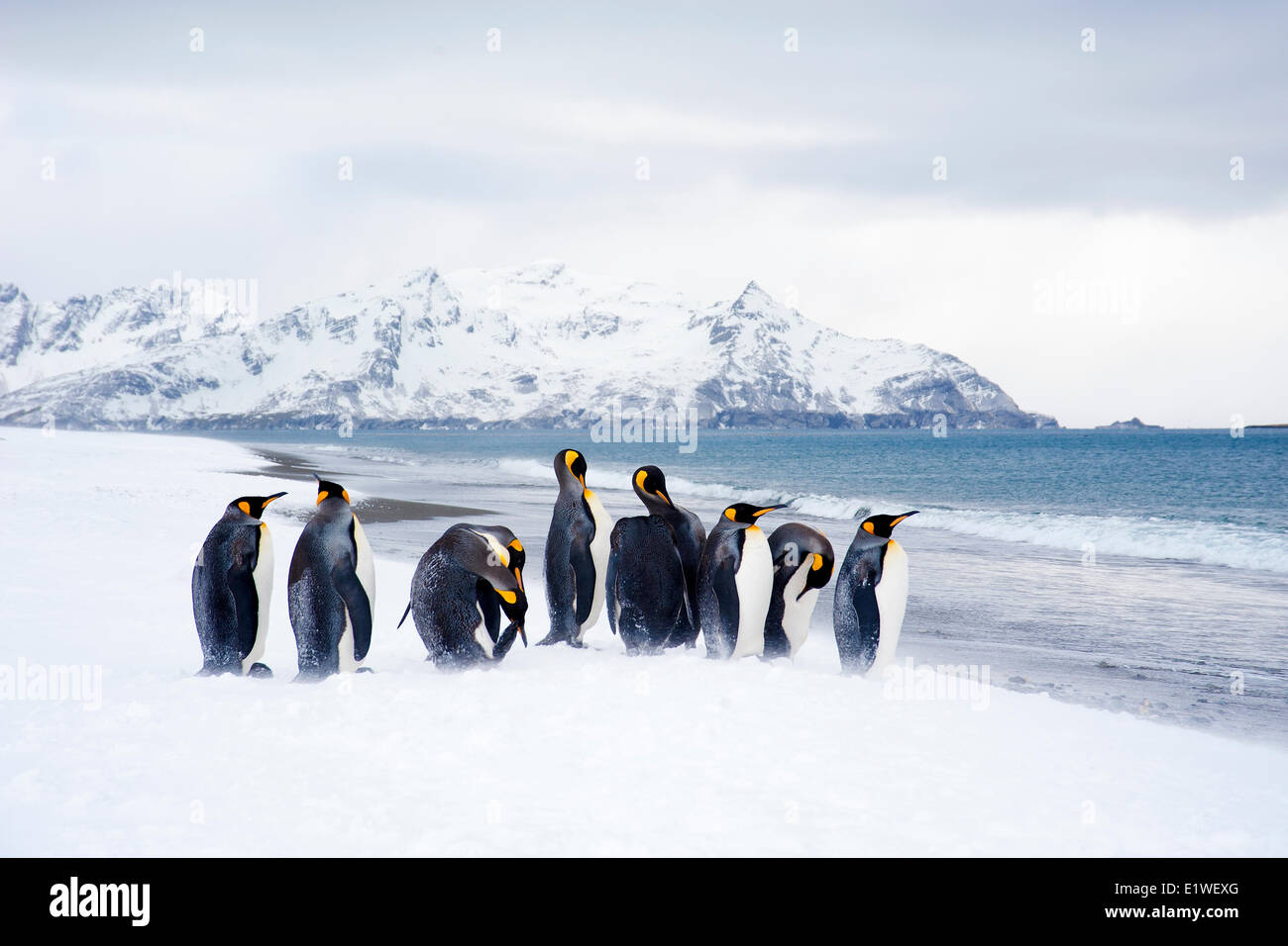 Re pinguini (Aptenodytes patagonicus) oziare sulla spiaggia, isola della Georgia del Sud Antartide Foto Stock