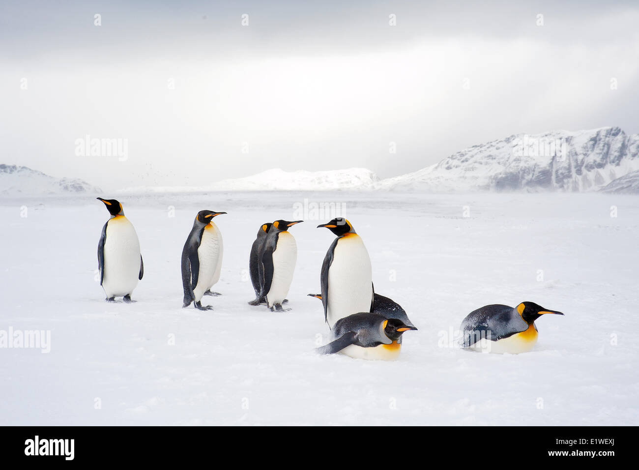 Re pinguini (Aptenodytes patagonicus) oziare sulla spiaggia, isola della Georgia del Sud Antartide Foto Stock