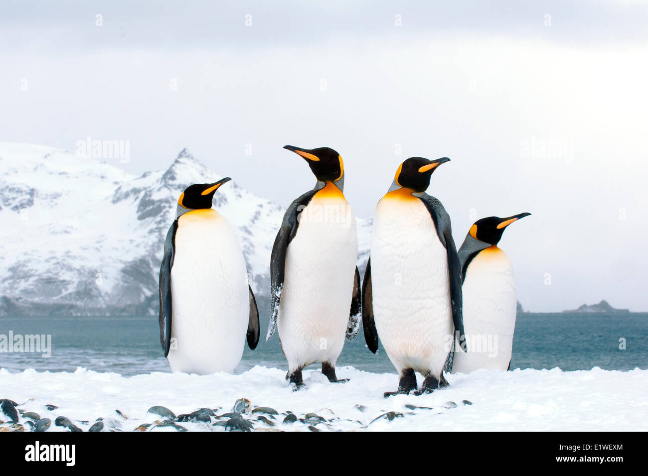 Re pinguini (Aptenodytes patagonicus) oziare sulla spiaggia, isola della Georgia del Sud Antartide Foto Stock