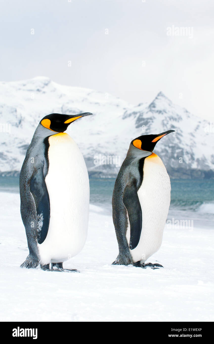 Re pinguini (Aptenodytes patagonicus) oziare sulla spiaggia, isola della Georgia del Sud Antartide Foto Stock