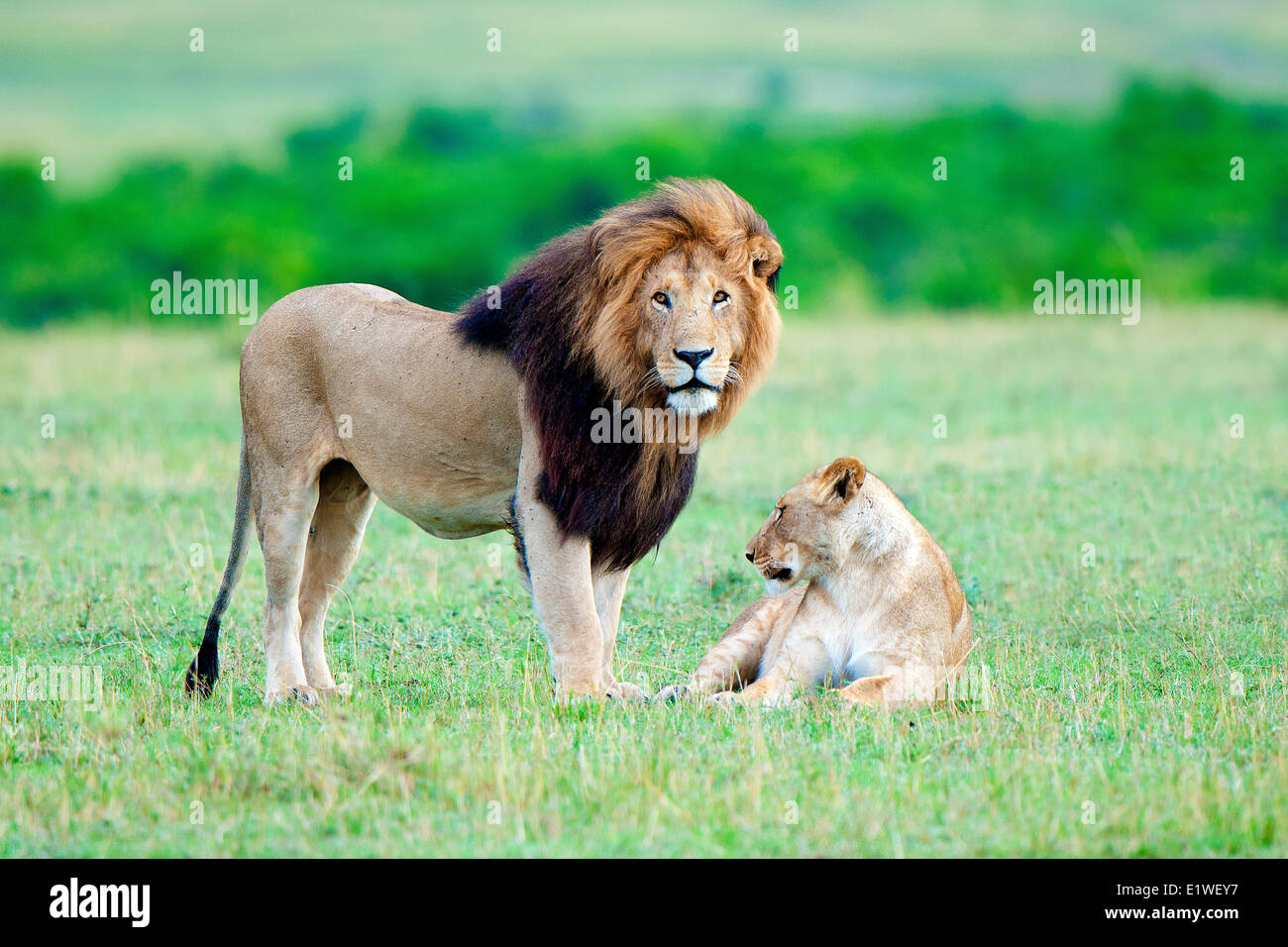 I Lions di accoppiamento (Panthera leo), il Masai Mara Game Reserve, Kenya, Africa orientale Foto Stock