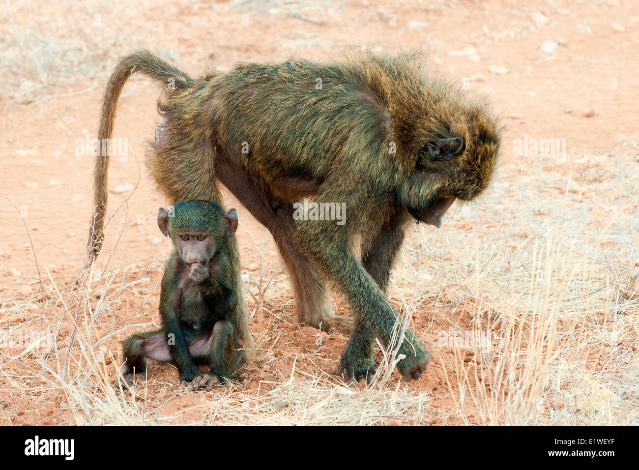 Babbuino oliva (papio anubis) madre foraggio per i semi mentre il neonato riposa sulla sua gamba, Kenya, Africa orientale Foto Stock