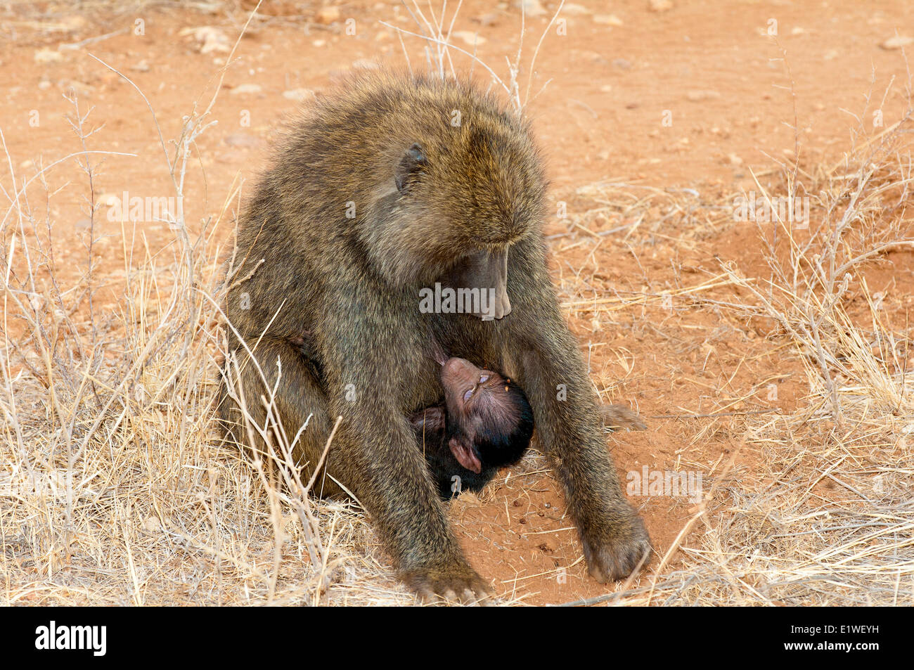 Babbuino oliva (papio anubis) nursing mentre sua madre di foraggi, Kenya, Africa orientale Foto Stock